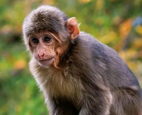 携带“丙型肝炎病毒和新冠病毒”猴子逃脱？
外媒消息，日前美国密西西比州警方称，数