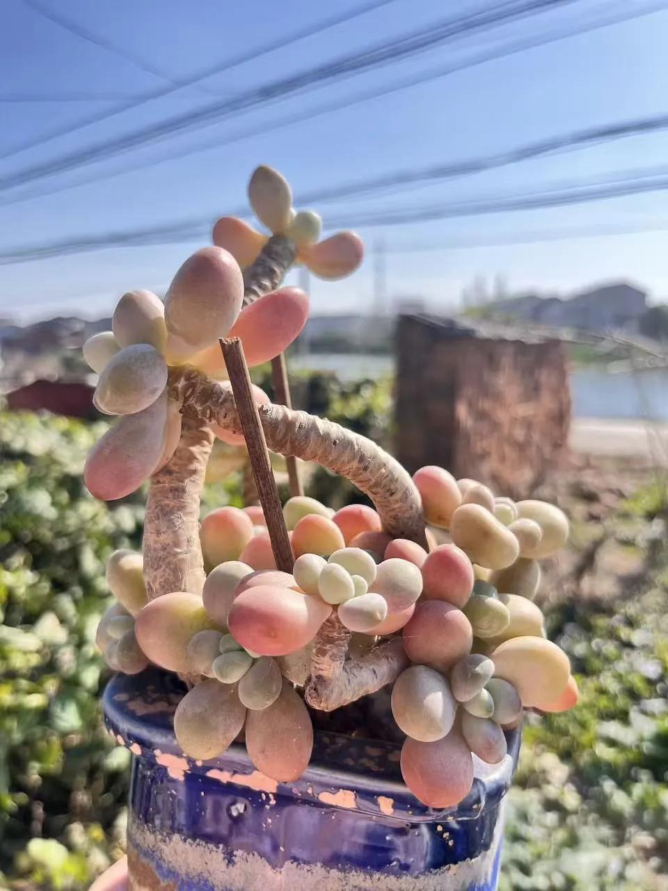 看这胖乎乎的叶片，粉粉嫩嫩像裹了层蜜，老桩子皱巴巴的反而更有韵味，弯弯曲曲跟小老