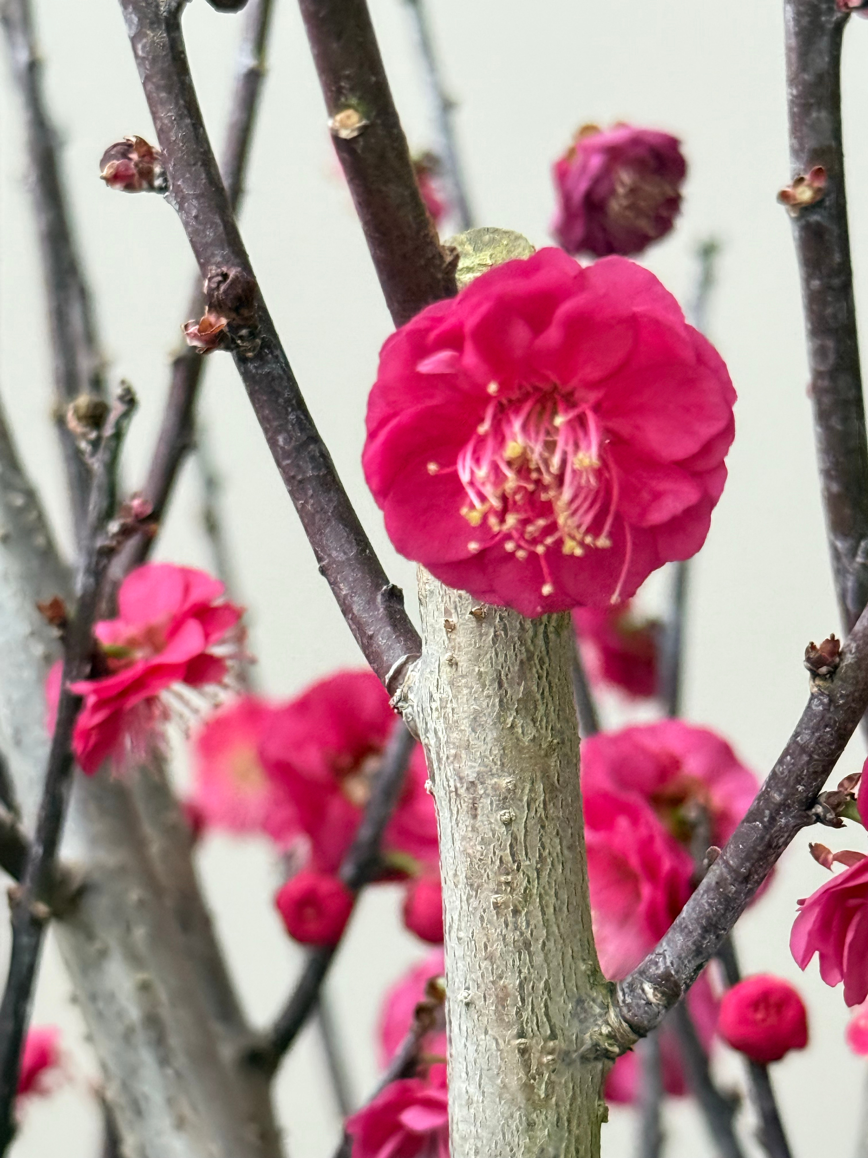 我养的梅花突然就开花了植物杀手都能养活的，你们也可以闭眼入…… 