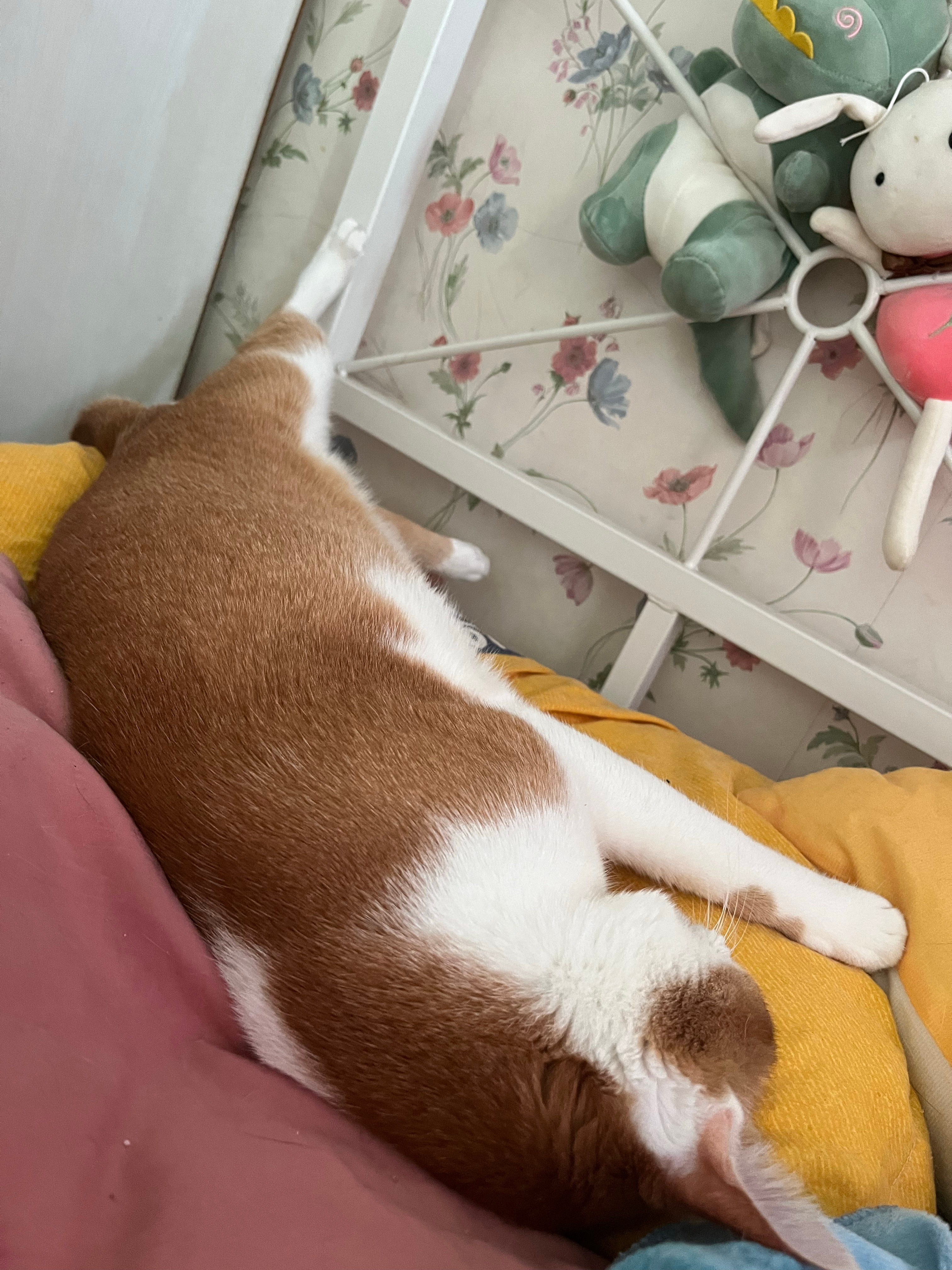 睡觉翘着脚