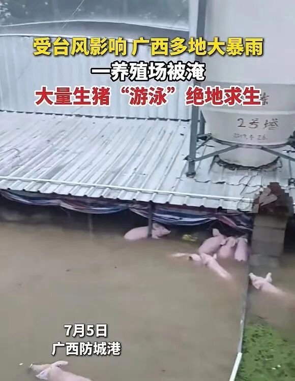 看到视频里那一幕，心里真的咯噔一下。几千头死猪漂浮在水面上，已经发黑、肿胀，那种