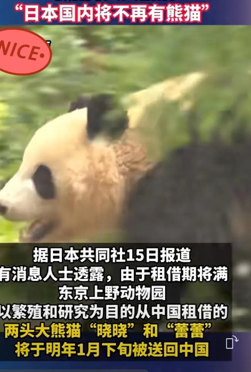 大熊猫不愿意出使日本，动员也动员不通，说服又说服不了
在日本的中国大熊猫2026