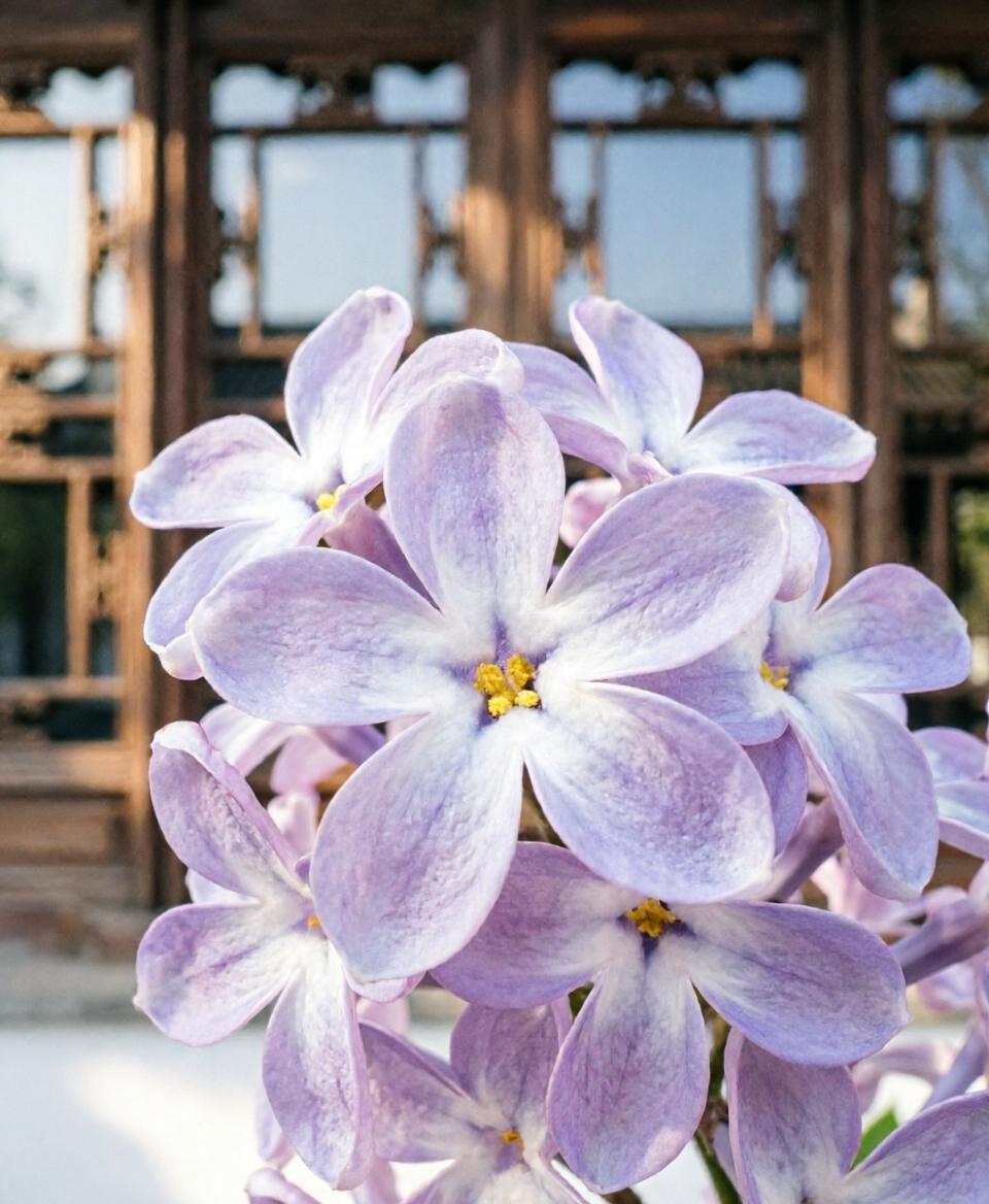 分享一下漂亮的花