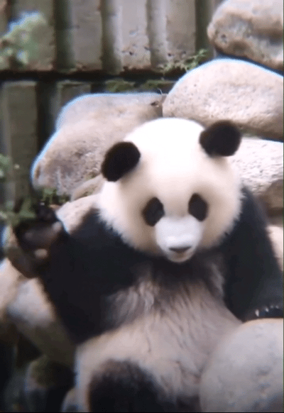 熊猫守护者 ①☀️极好 764，🉑蹭  ，🈲快🧱②与极好的人hu动或🧱?