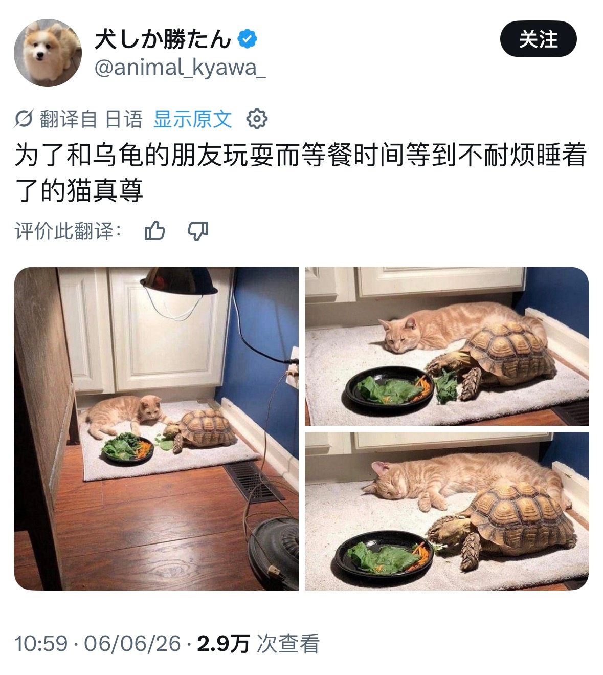 萌啊🐈🤏🏻 