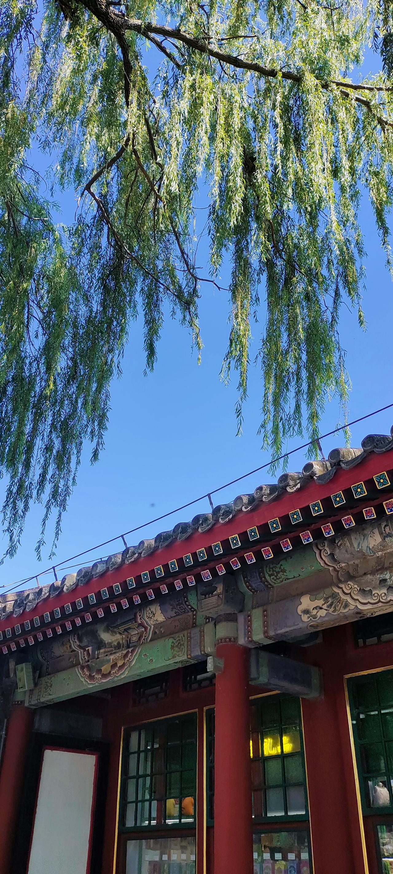 奉劝大家不要把社保停了

有人交社保，

交着交着就不想交了

可她没想到

有