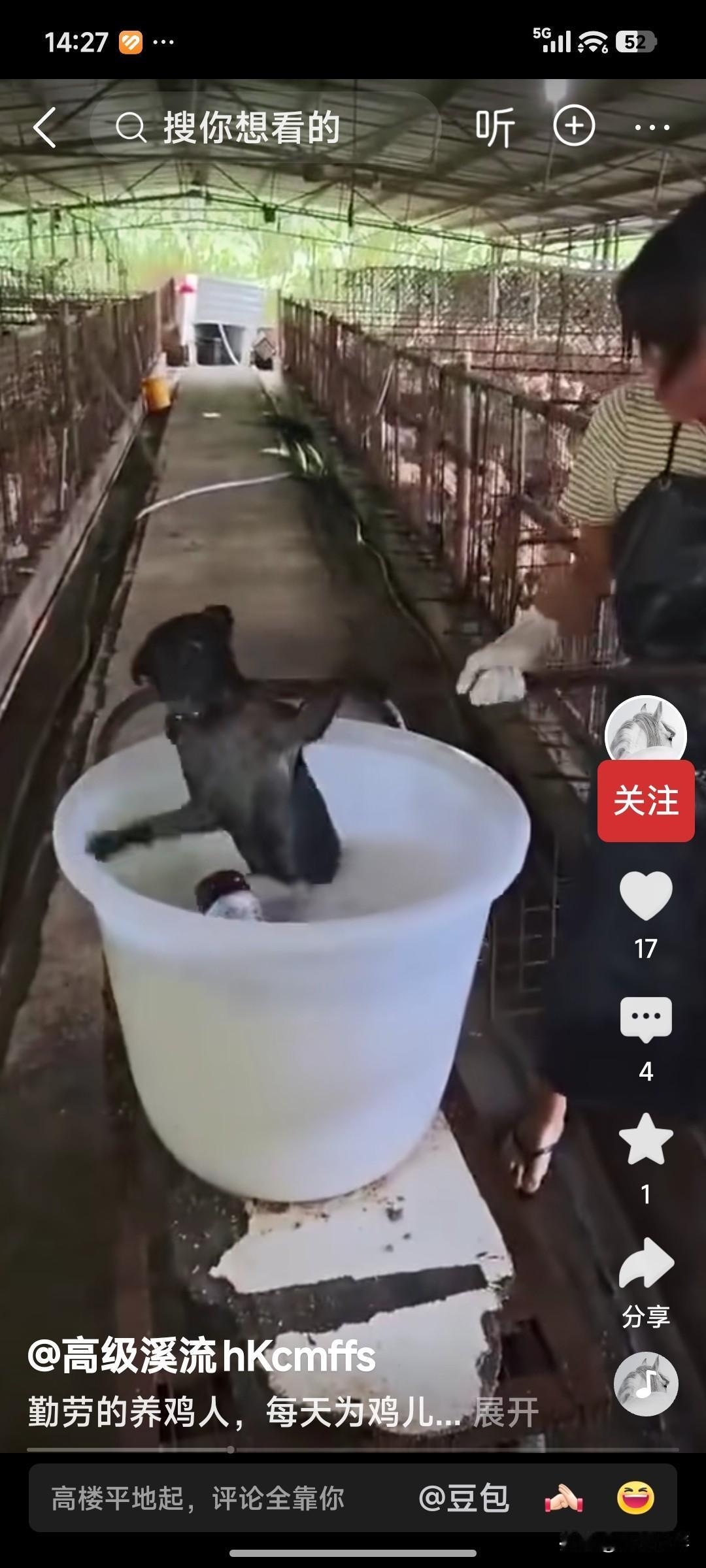 这是哪里的屠狗场？

屠狗场的铁笼里，关着几百只待宰的肉狗，叫声嘈杂。

一个女