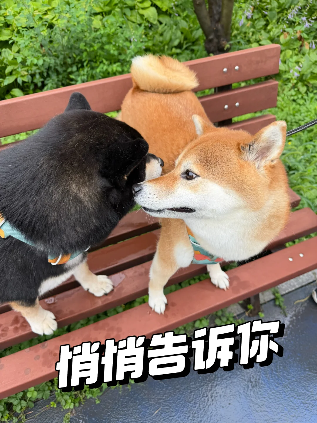 姐姐：这话我就只告诉你了啊