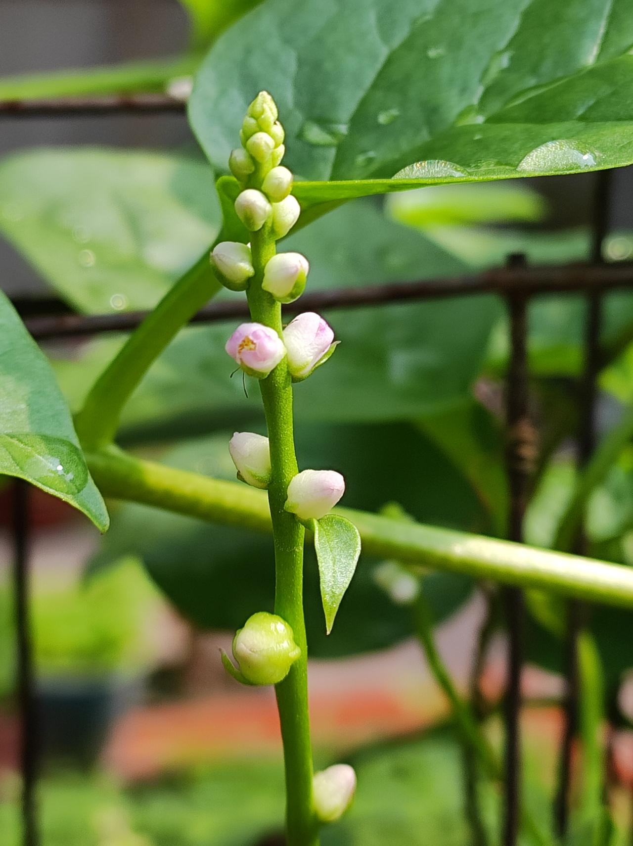 一墙木耳菜

去甲院拍扶桑花，偶遇了一墙的木耳菜。昨晚的一场大雨，让它青翠欲滴。
