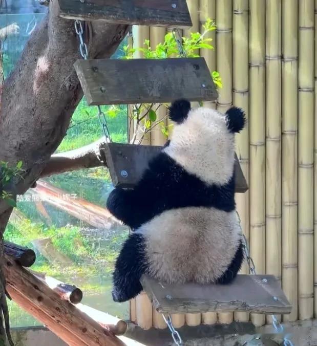[星星眼]小月亮在吊桥上乖乖玩耍，这背影也太萌太可爱了吧，太像可爱的玩具公仔了，