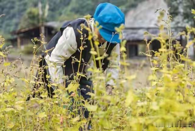 70岁大爷每天只写一句话，篇篇10万加

说出来你可能不信。

身边一位70岁老