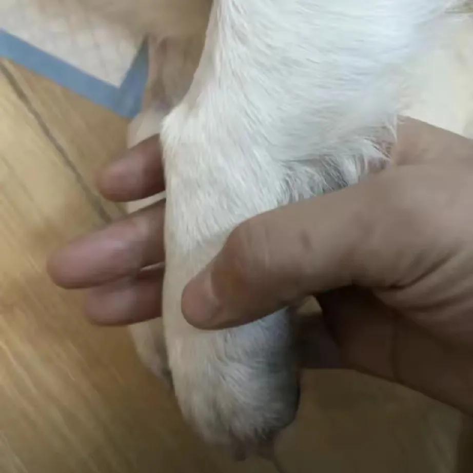 宠物之殇：广州多区惊现疑似投毒事件

最近，广州的宠物主人们可谓是经历了一场噩梦