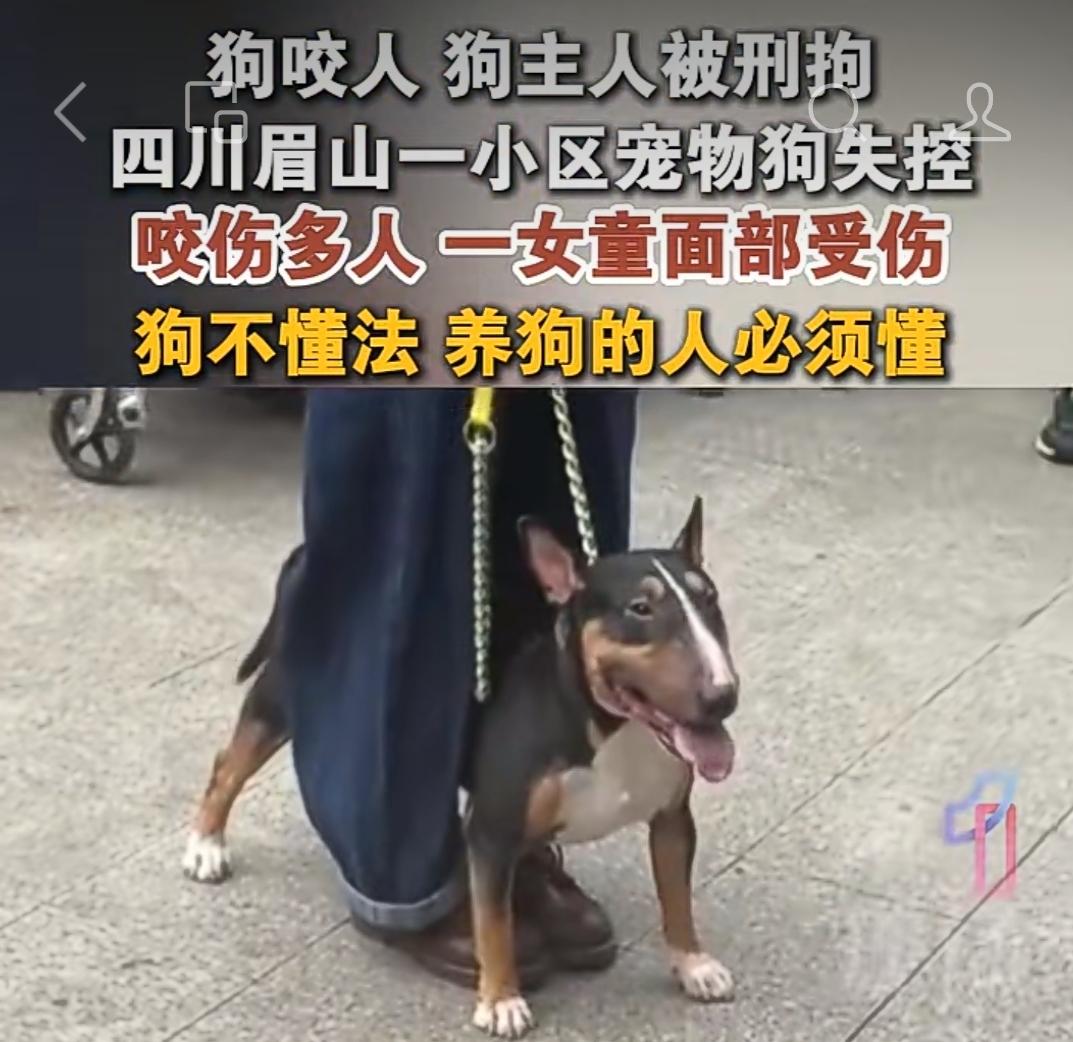 狗咬人，终于有狗主被刑拘！

9月12日，四川眉山仁寿一小区突发狗伤人事件。
一