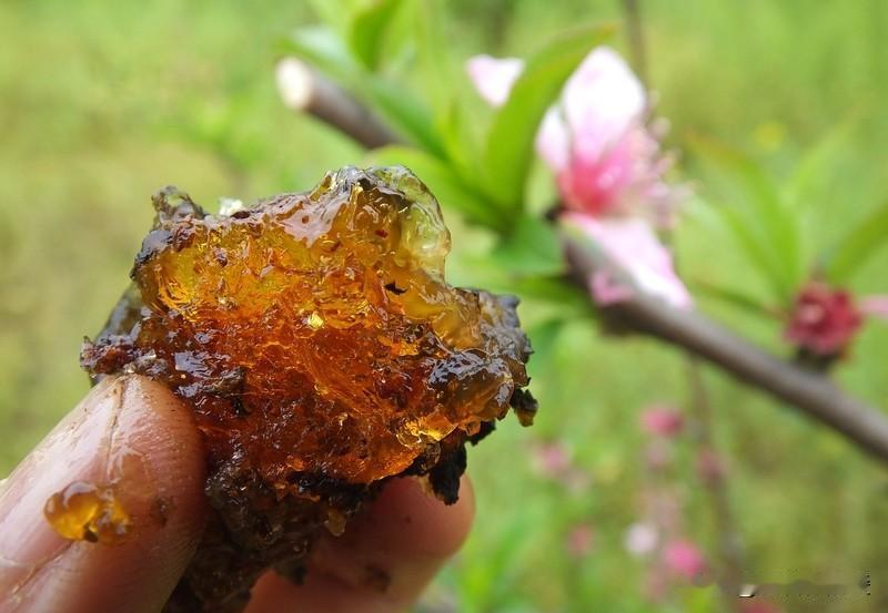 60后、70后看到桃胶，想必思绪会瞬间被拉回到小时候。那时，桃树上琥珀色的胶状物