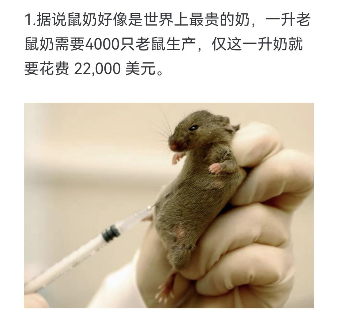 据说鼠奶好像是世界上最贵的奶