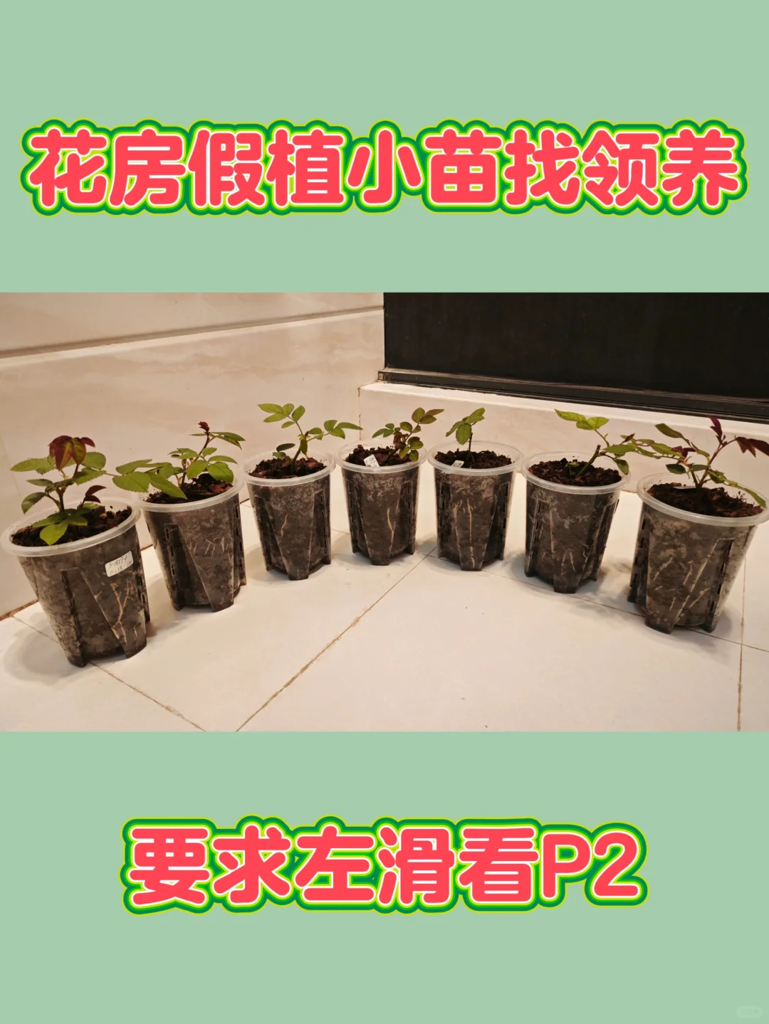 鹭卓玫瑰后代找领养