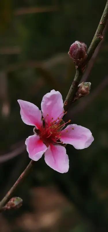 AI妙生图三月桃花美。