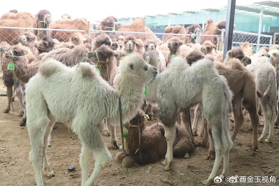 赓续红色血脉传承两路精神 乌兰县骆驼产业成富民“新引擎”眼下，乌兰县柴达木双峰驼