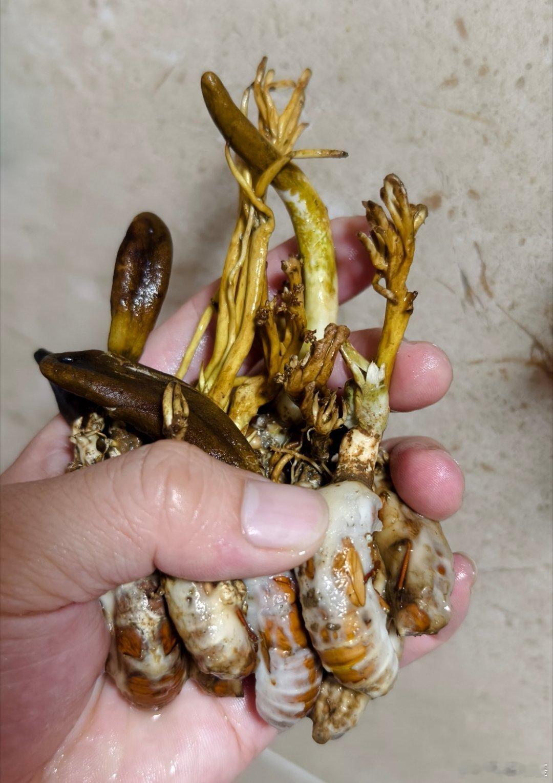 高考太动脑了，赶紧进补一下，这玩意都要被我吃涨价了美食高考