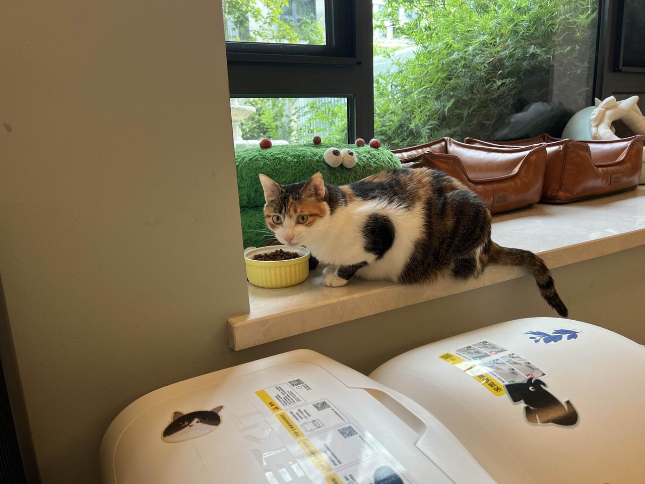 今天的任务是：把这碗猫粮全部吃光光！