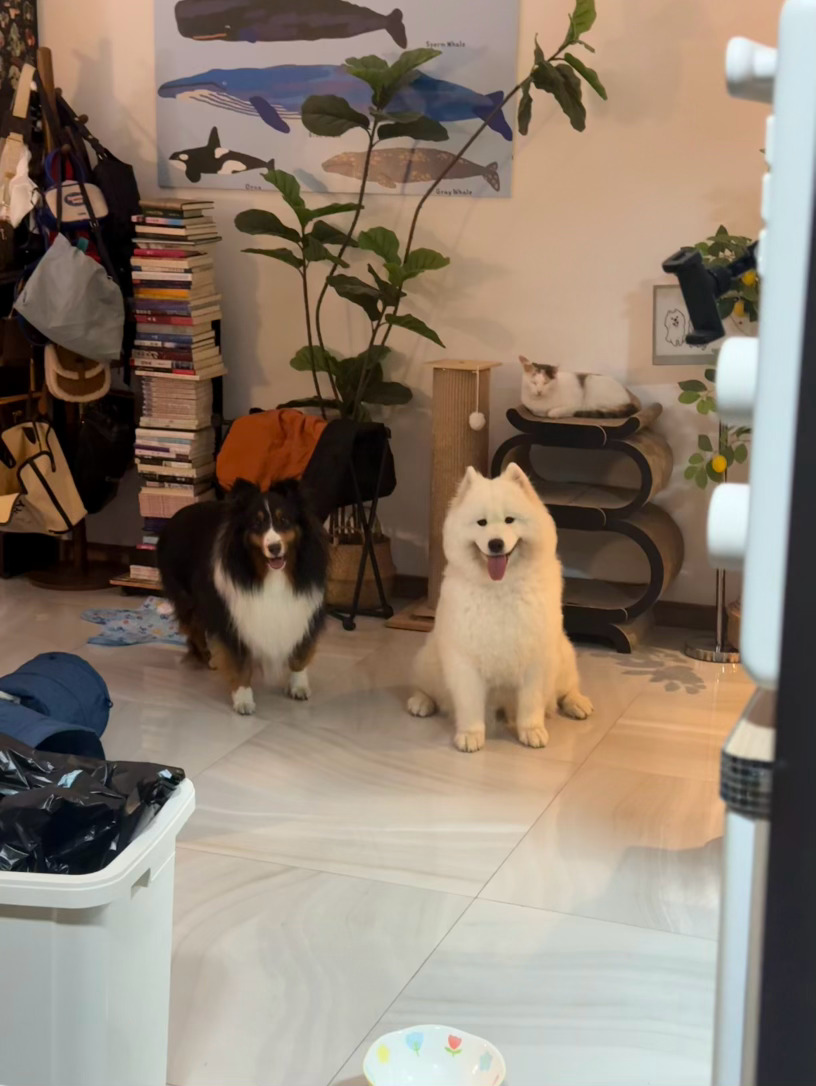 守护妈咪铲屎者 