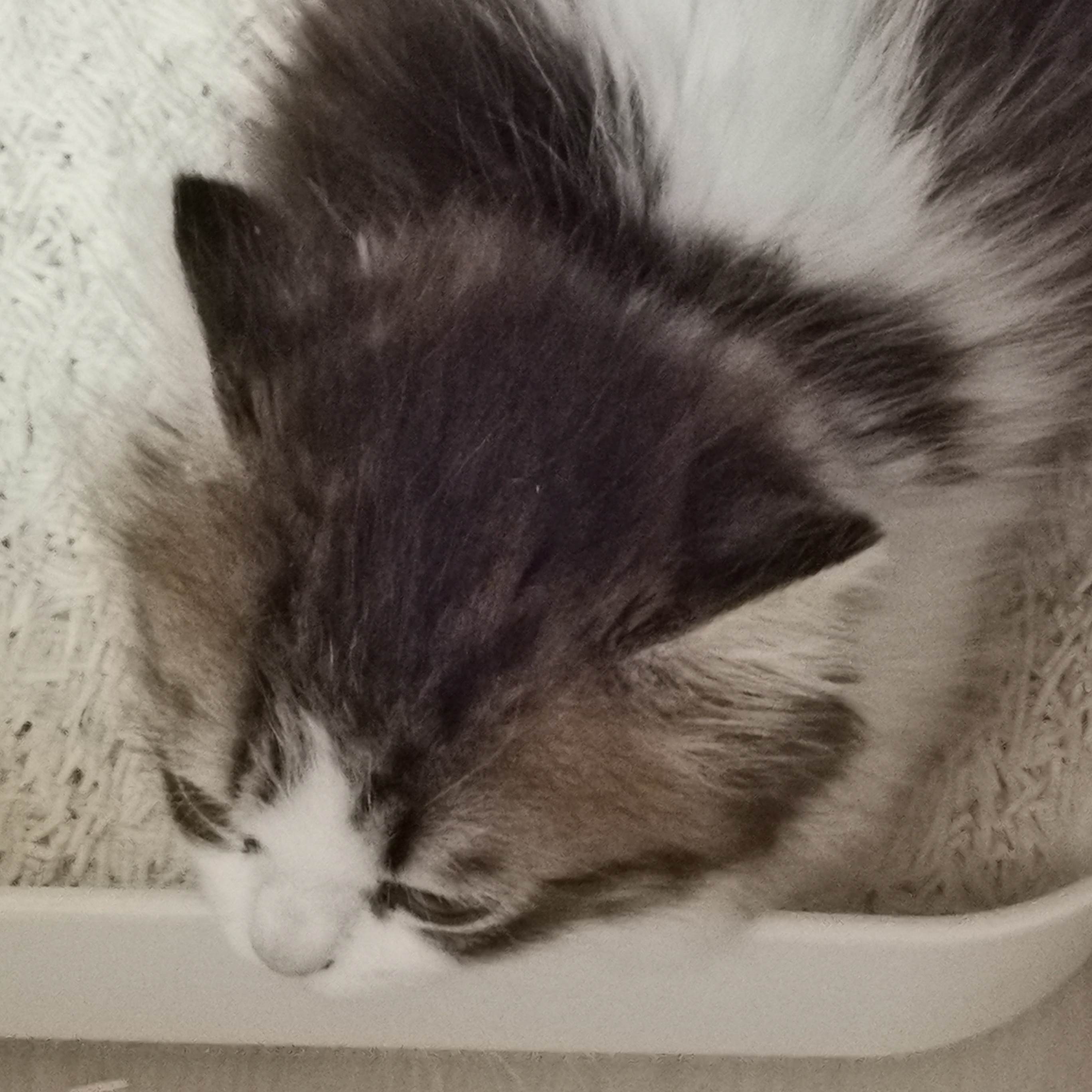 拍到了小猫上厕所的珍贵画面 ​​​