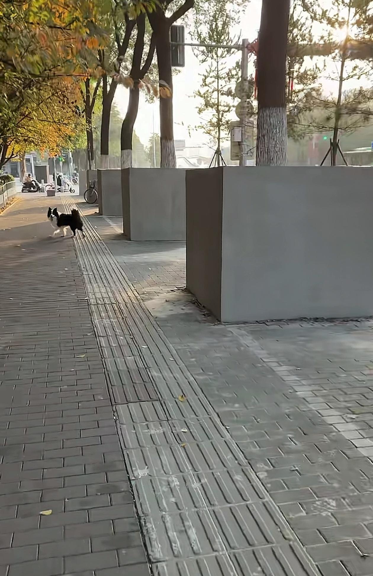 西安人知道这是什么操作吗？今天看到陕西网友发了一段视频，路边的景观树全部被水泥给