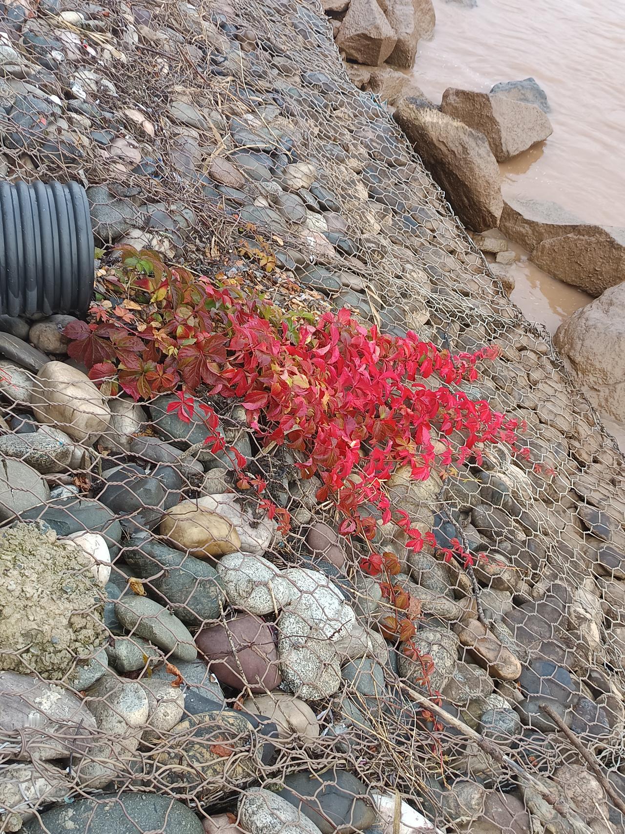 秋日暖阳下，红叶与石子相映成趣，自然之美尽收眼底。