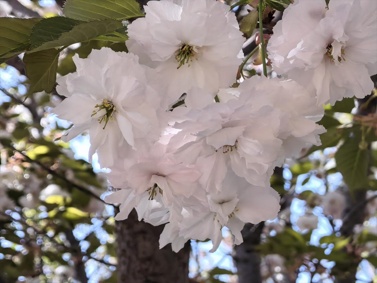 前几天，我在山西太原的晋阳湖公园、双塔公园和玉泉山城郊森林公园分别观赏了郁金香、