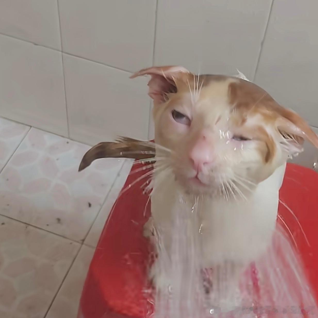 49576【丑猫】刷dy刷到这个猫洗澡 感觉有点丑 唉但是挺心酸的 我洗澡和她差