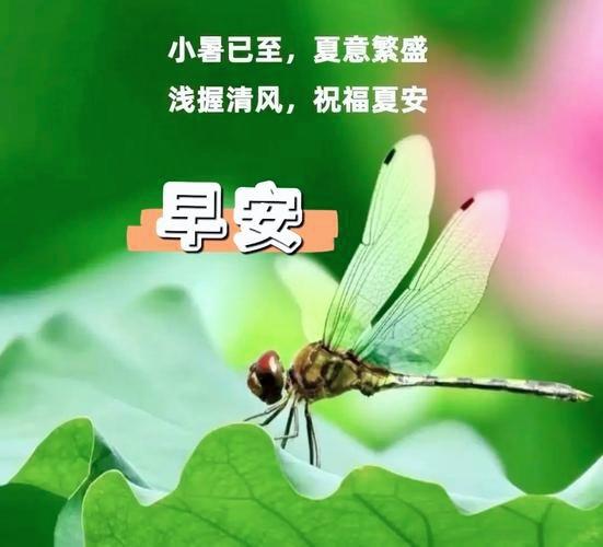 小暑清风拂过荷叶，蜻蜓轻舞送清凉，早安！愿这夏日繁盛治愈你所有的小确幸。
早晨问