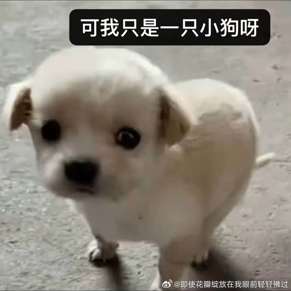 分享图片 