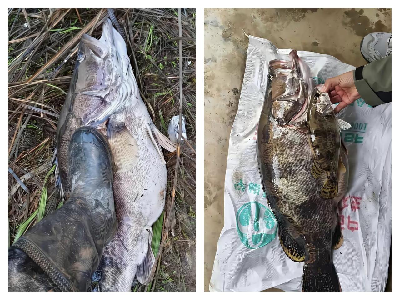 谁懂啊！钓上来这种鱼，能值200吗……