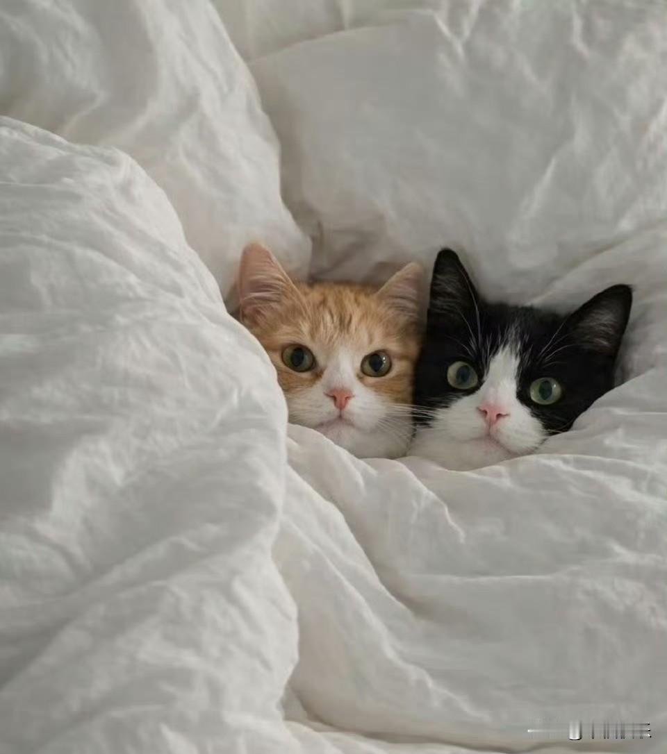 2026.02.03
——深耕，早盘

国投白银161226昨天跌停，收盘价是4