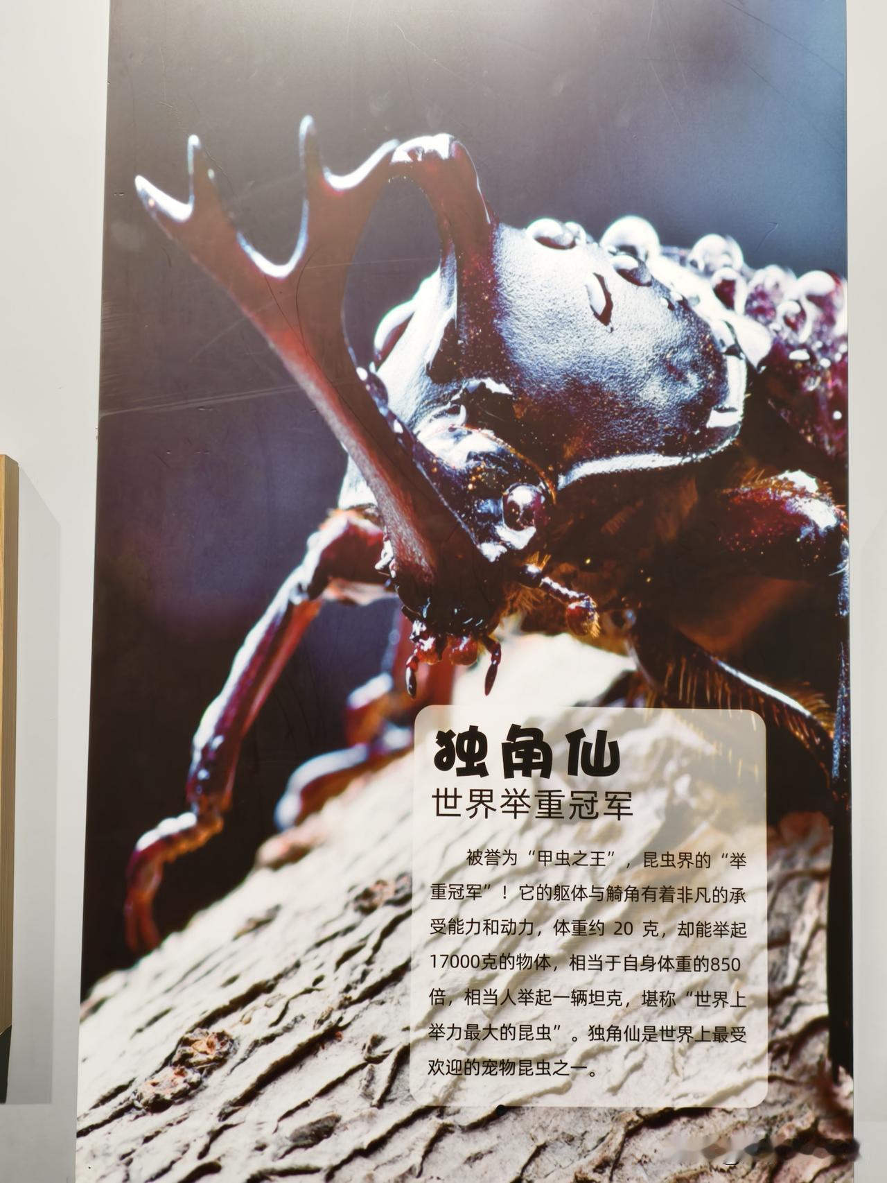 昆虫图片