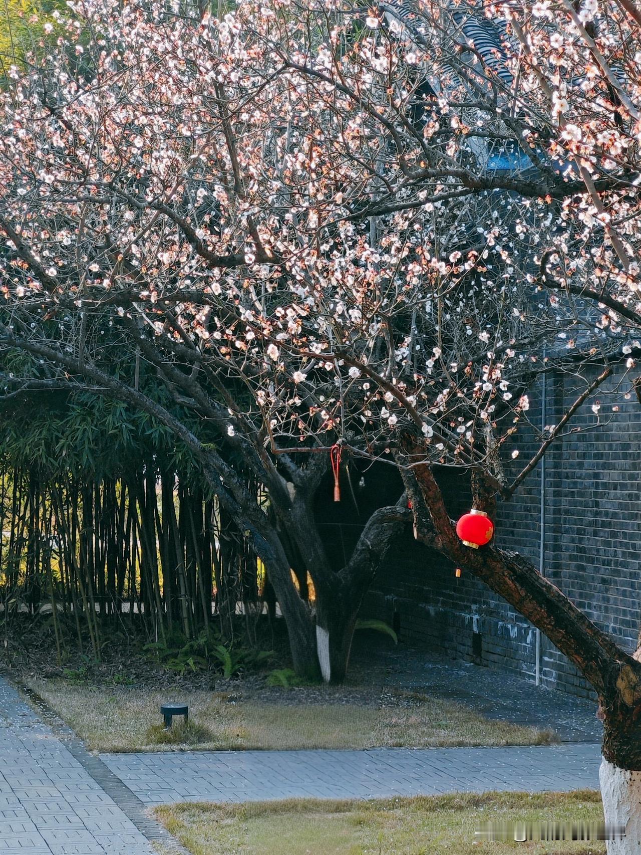 上次去广阳岛拍梅花，路过那一树合欢花的，当时我们几个人看见那花也不怎么样，就没有