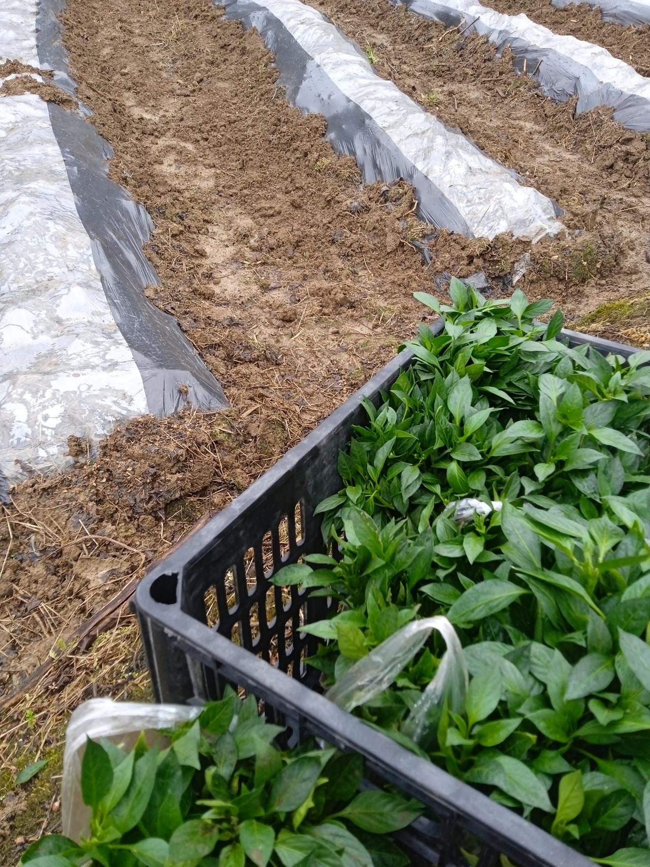 村里总有人说，生女儿的家庭老人去世后，房子就慢慢破烂了，言语间全是惋惜，表达的还