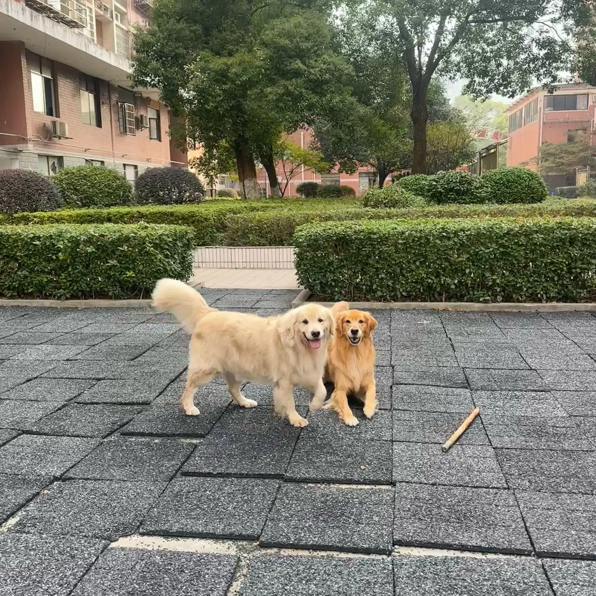 小狗还是要有伴 收获双倍可爱。