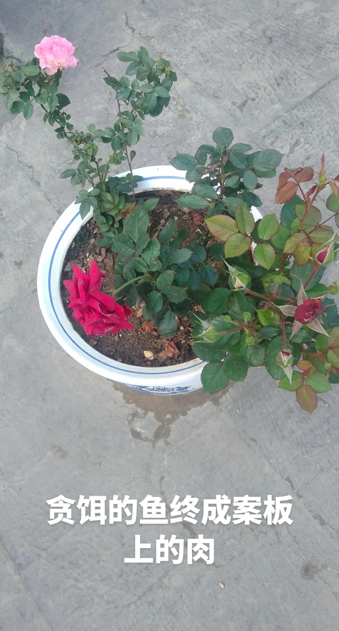 养鱼的人掏心掏肺喂不热嘴，钓鱼的人摇一下饵就随他去，清蒸红烧随他。