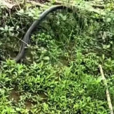 这种“双向奔逃”的喜剧感，本质上是两种生物本能冲突后的视觉错位。蛇作为冷血动物，