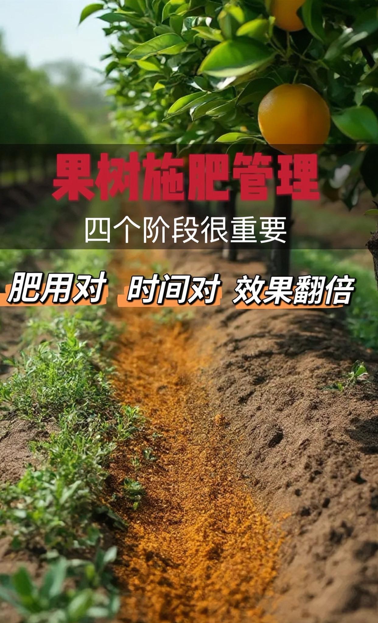 全年四次施肥方案, 秋肥/花前肥/月子肥/膨果肥,关键时期不用用肥方案,省钱又省