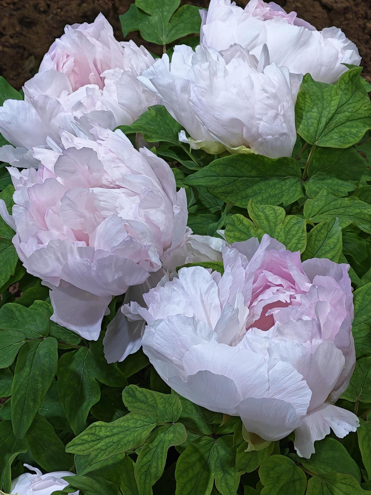 21日，西安，中雨如织。撑伞走进兴庆公园，雨中的牡丹别有一番情致——花瓣噙着水珠