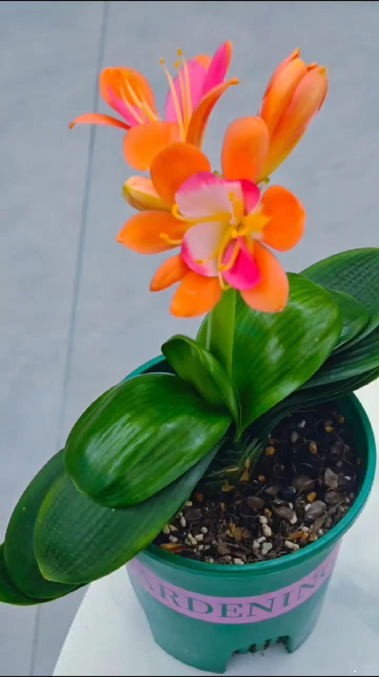 家里的彩色君子兰开花了，静待花开的日子。家里的彩色君子兰开花了，静待花开的日子从