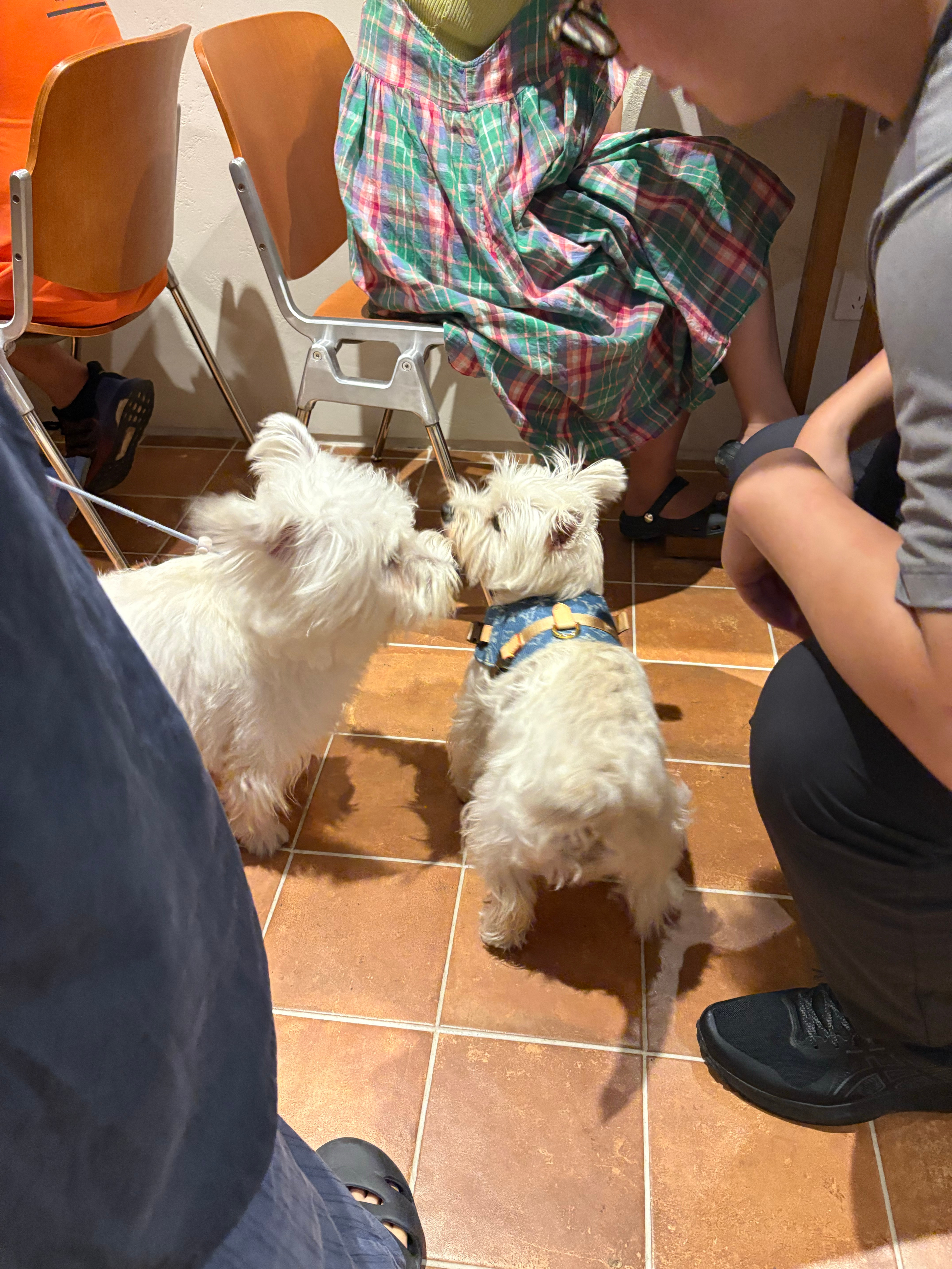都是可爱宝贝西高地真的好貌美！！！