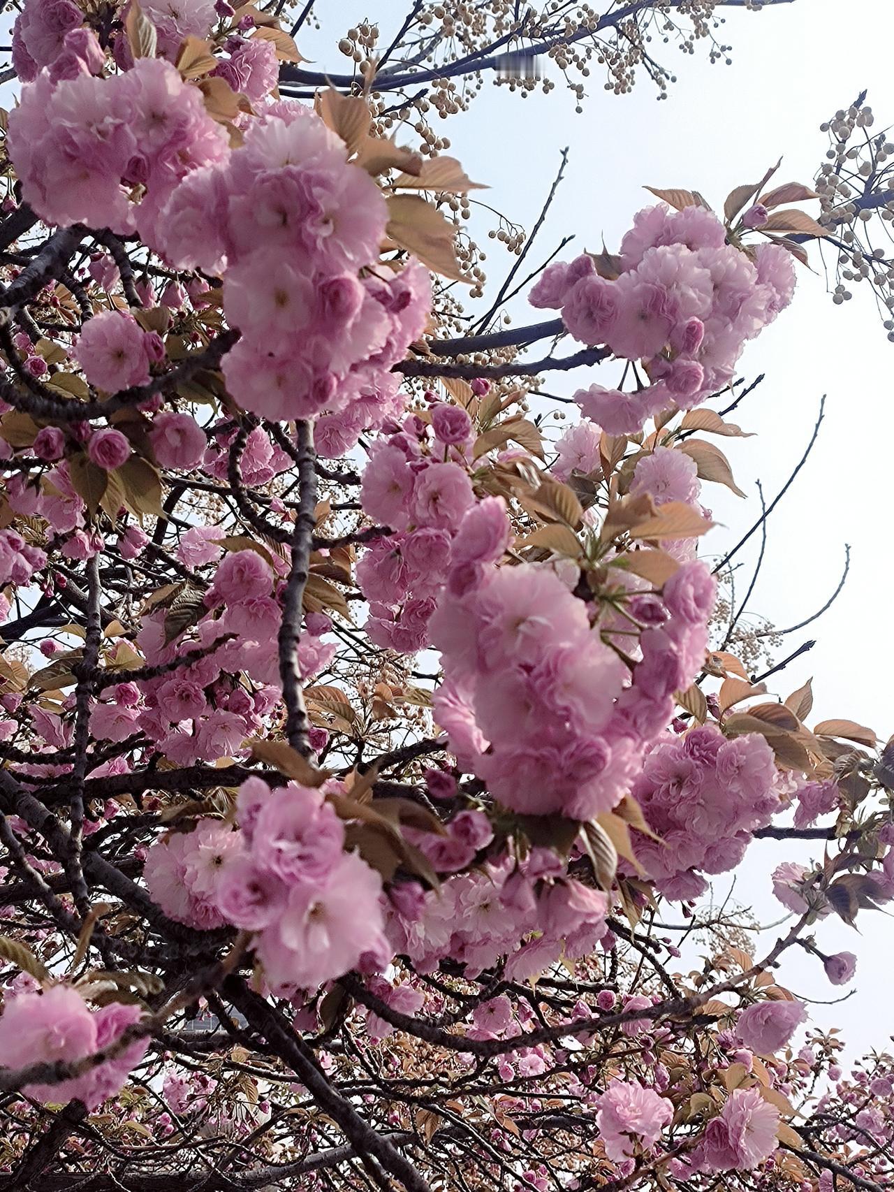 “圪(gē)介”到底啥意思？我的童年记忆竟和AI杠上了！

问大家一个问题：听说