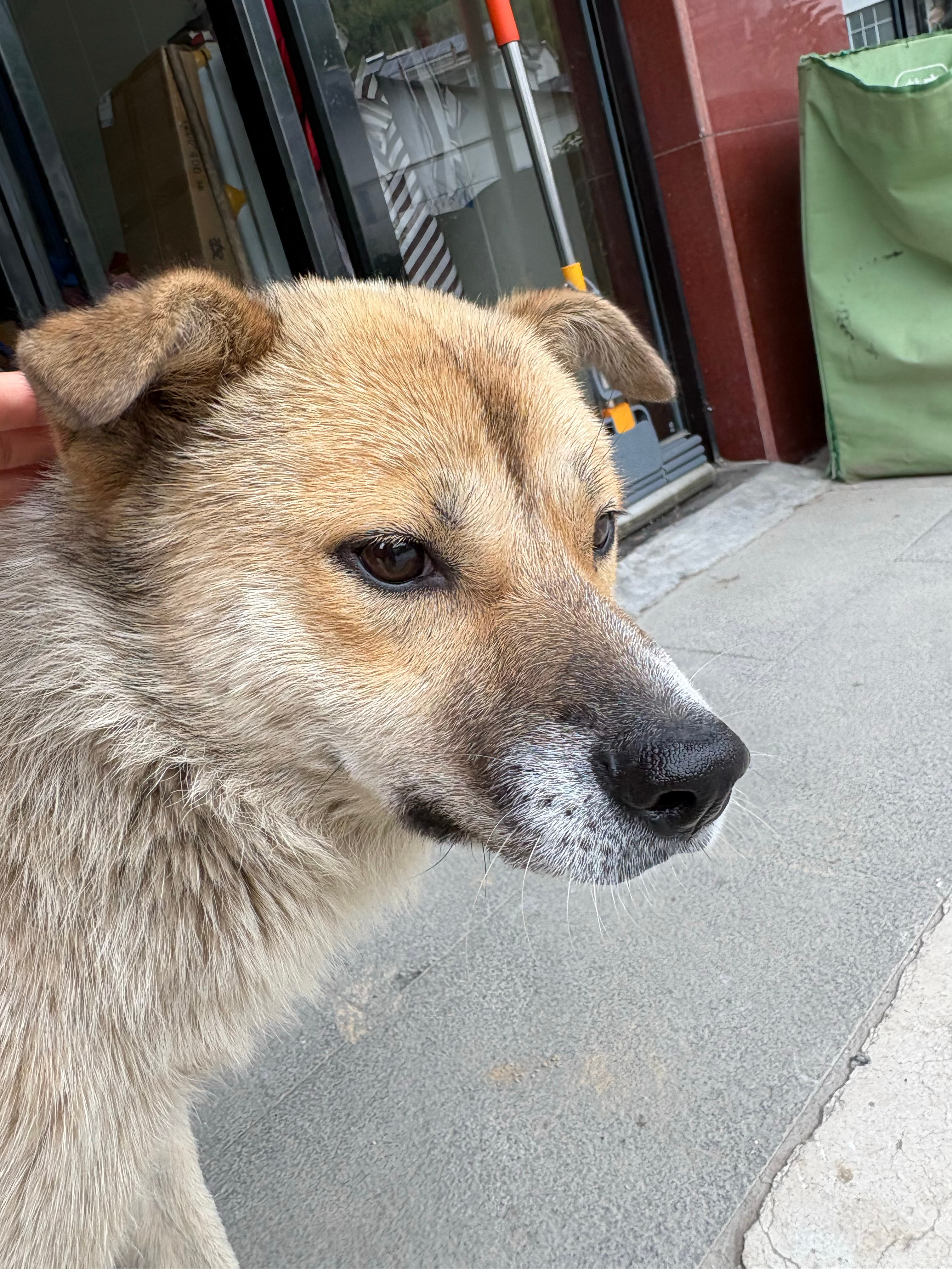 我的土狗 