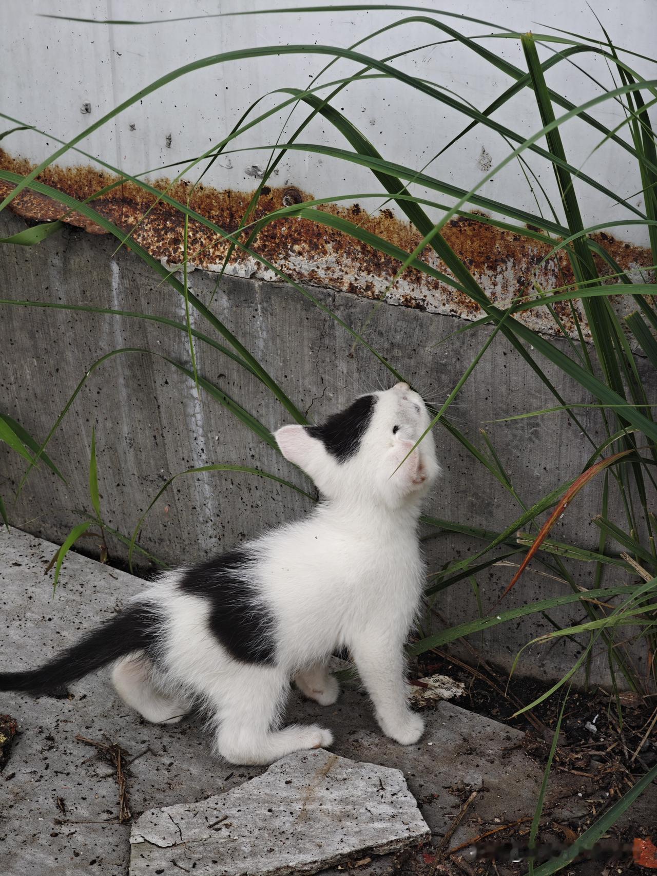 这几天下大雨，不知道这些小奶猫怎么样了？有没有人给它们送吃的？