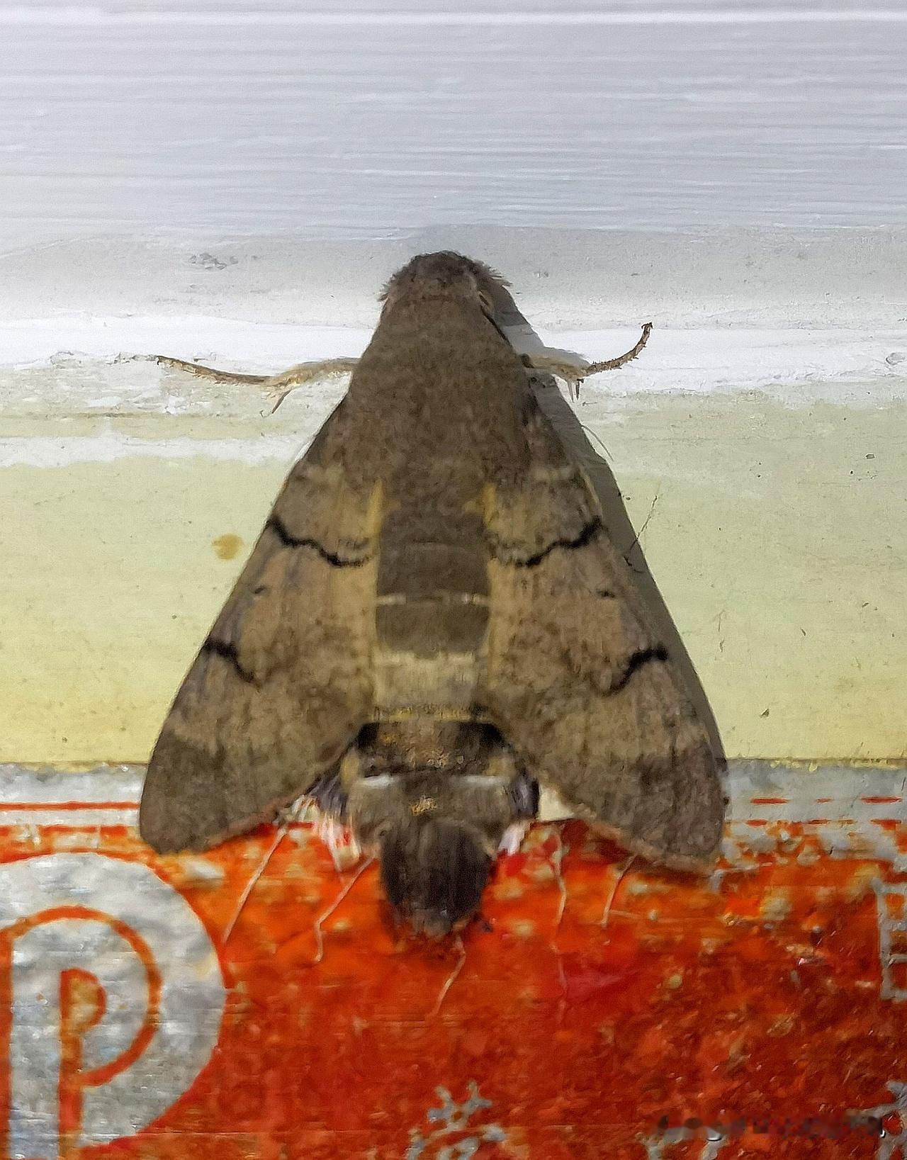 偶然的机会，发现了这个中国六代机的仿生“本尊”。
机会永远垂青有准备的人！
这可