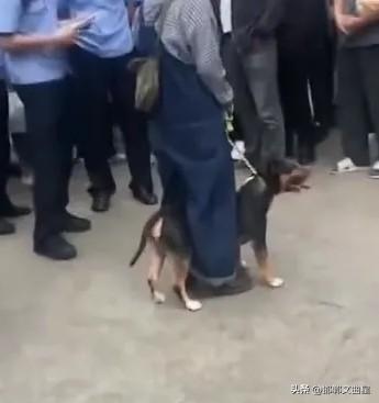 心疼！四川又发生恶犬伤人事件。
一四川网友发视频称，近日，他在小区看到一名三岁小
