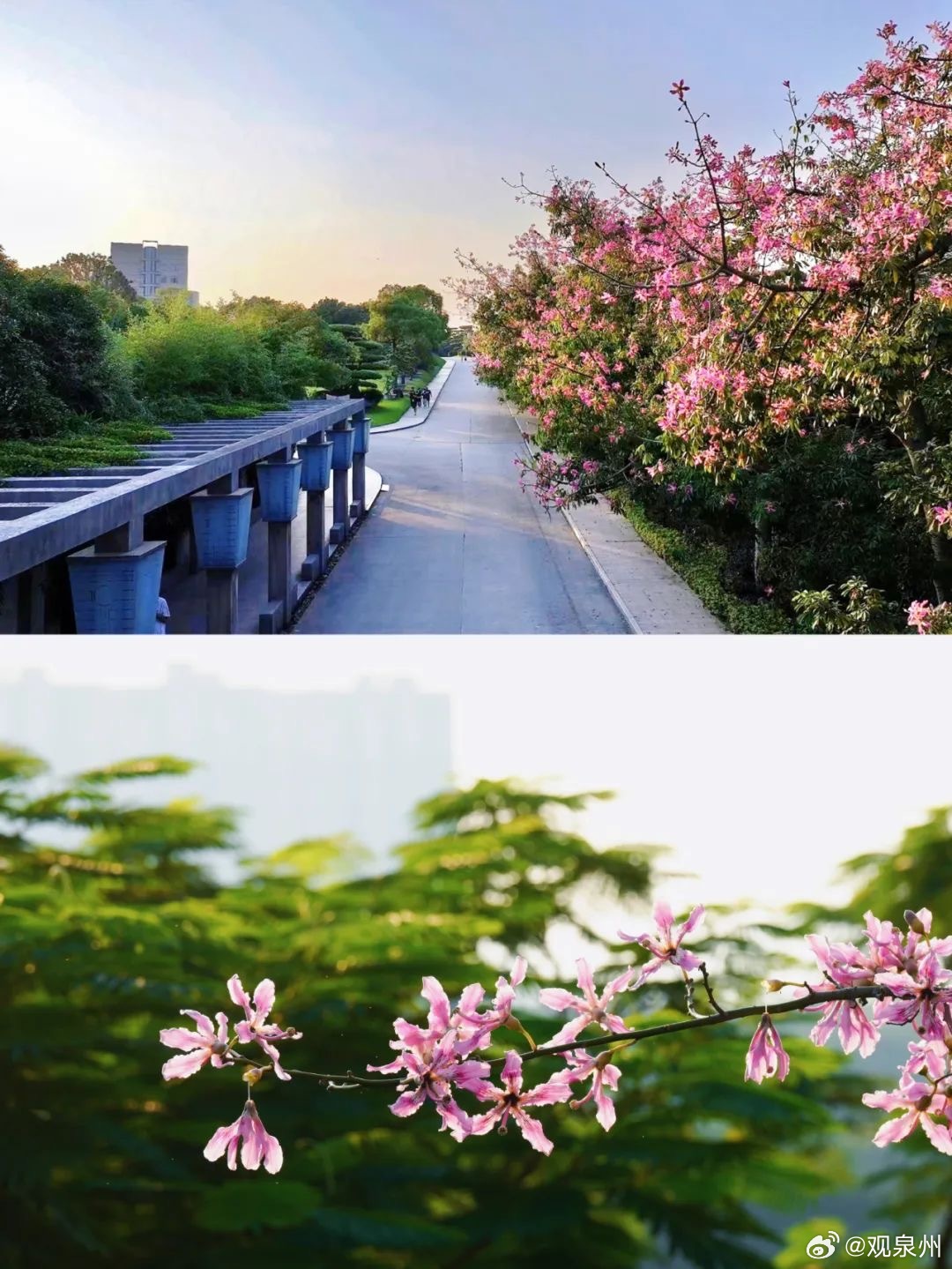 #福建泉信的秋日真浪漫# 美人树花开绚烂了整个泉信阳光正好，秋风未寒泉信校园里美